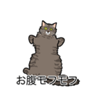 猫あるある（キジ猫／長毛）（個別スタンプ：14）