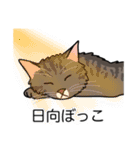 猫あるある（キジ猫／長毛）（個別スタンプ：16）