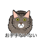 猫あるある（キジ猫／長毛）（個別スタンプ：19）
