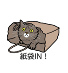 猫あるある（キジ猫／長毛）（個別スタンプ：20）