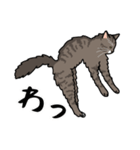猫あるある（キジ猫／長毛）（個別スタンプ：21）