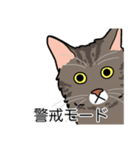猫あるある（キジ猫／長毛）（個別スタンプ：23）