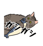 猫あるある（キジ猫／長毛）（個別スタンプ：24）