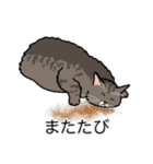 猫あるある（キジ猫／長毛）（個別スタンプ：25）
