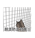 猫あるある（キジ猫／長毛）（個別スタンプ：27）