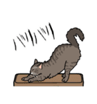 猫あるある（キジ猫／長毛）（個別スタンプ：28）