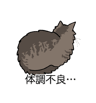 猫あるある（キジ猫／長毛）（個別スタンプ：31）
