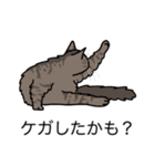猫あるある（キジ猫／長毛）（個別スタンプ：34）