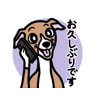 【レッド2】1年中使えるイタグレのスタンプ（個別スタンプ：17）