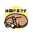 【レッド2】1年中使えるイタグレのスタンプ（個別スタンプ：20）
