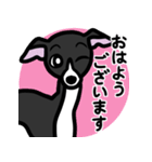 【ブラック2】1年中使えるイタグレスタンプ（個別スタンプ：1）