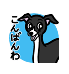 【ブラック2】1年中使えるイタグレスタンプ（個別スタンプ：3）