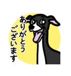 【ブラック2】1年中使えるイタグレスタンプ（個別スタンプ：5）