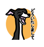【ブラック2】1年中使えるイタグレスタンプ（個別スタンプ：6）