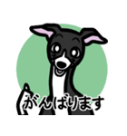 【ブラック2】1年中使えるイタグレスタンプ（個別スタンプ：11）