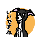 【ブラック2】1年中使えるイタグレスタンプ（個別スタンプ：13）
