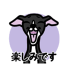 【ブラック2】1年中使えるイタグレスタンプ（個別スタンプ：16）