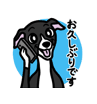 【ブラック2】1年中使えるイタグレスタンプ（個別スタンプ：17）