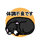 【ブラック2】1年中使えるイタグレスタンプ（個別スタンプ：20）