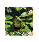 表情豊カエルくん（個別スタンプ：1）