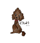 プードルのベルちゃんスタンプ（個別スタンプ：24）