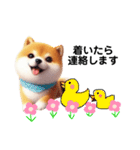 毎日使える柴犬の日常会話スタンプ2（個別スタンプ：4）