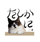 みんなのまいにち☻（個別スタンプ：18）