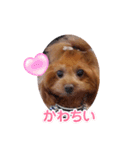 ange④（個別スタンプ：3）