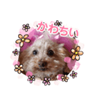 ange④（個別スタンプ：4）