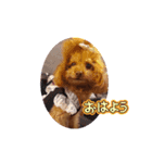 ange④（個別スタンプ：8）