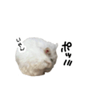 爆裂凶暴ハムスター（個別スタンプ：1）