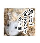 爆裂凶暴ハムスター（個別スタンプ：2）