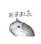 爆裂凶暴ハムスター（個別スタンプ：3）