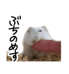 爆裂凶暴ハムスター（個別スタンプ：5）