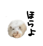 爆裂凶暴ハムスター（個別スタンプ：8）