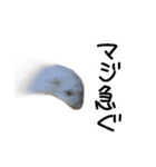 爆裂凶暴ハムスター（個別スタンプ：9）