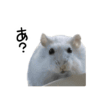 爆裂凶暴ハムスター（個別スタンプ：10）