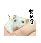 爆裂凶暴ハムスター（個別スタンプ：11）