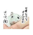 爆裂凶暴ハムスター（個別スタンプ：12）
