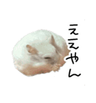 爆裂凶暴ハムスター（個別スタンプ：13）