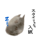 爆裂凶暴ハムスター（個別スタンプ：15）