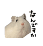 爆裂凶暴ハムスター（個別スタンプ：16）