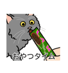 猫あるある（灰色猫／長毛）（個別スタンプ：4）