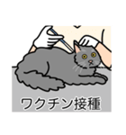 猫あるある（灰色猫／長毛）（個別スタンプ：9）