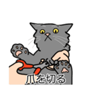 猫あるある（灰色猫／長毛）（個別スタンプ：11）