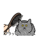 猫あるある（灰色猫／長毛）（個別スタンプ：12）