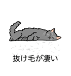 猫あるある（灰色猫／長毛）（個別スタンプ：13）