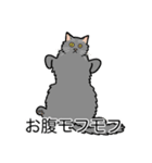 猫あるある（灰色猫／長毛）（個別スタンプ：14）