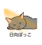 猫あるある（灰色猫／長毛）（個別スタンプ：16）