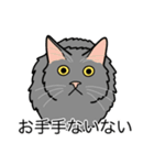 猫あるある（灰色猫／長毛）（個別スタンプ：19）